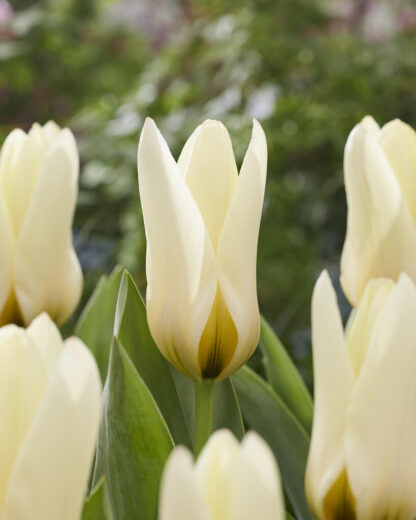 Tulip Concerto - Pack of 6 Bulbs