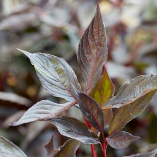 Cornus Alba 'Nightfall' - Large Circa 120-140cm Tall