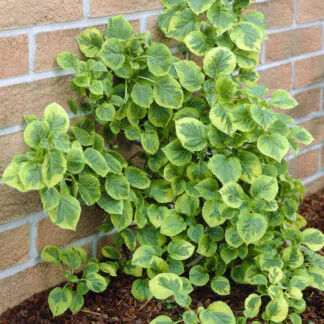 Hydrangea Petiolaris Mirranda -  Variegated Climbing Hydrangea