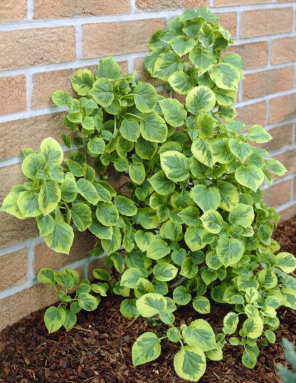 Hydrangea Petiolaris Mirranda -  Variegated Climbing Hydrangea