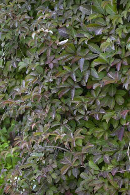 Parthenocissus Henryana - Chinese Virginia Creeper