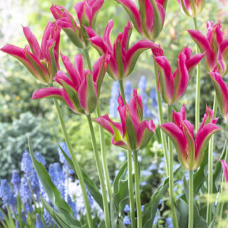 Tulip Virichic- Pack of 6