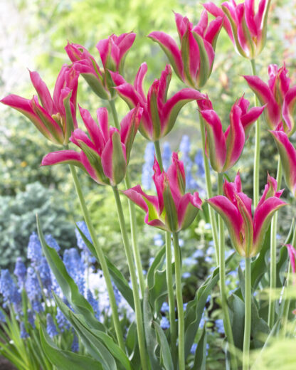 Tulip Virichic- Pack of 6