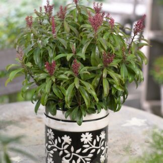 Pieris Japonica 'Bonfire'