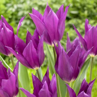 Tulipa Yume No Murasaki - Pack of 6 Bulbs