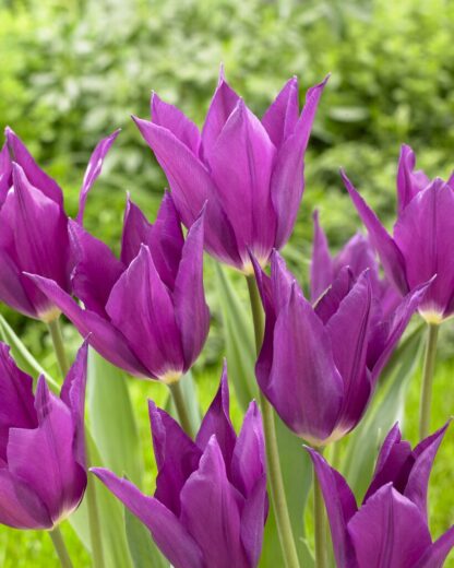 Tulipa Yume No Murasaki - Pack of 6 Bulbs