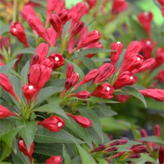 Weigela Florida All Summer Red