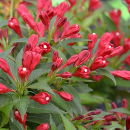 Weigela Florida All Summer Red