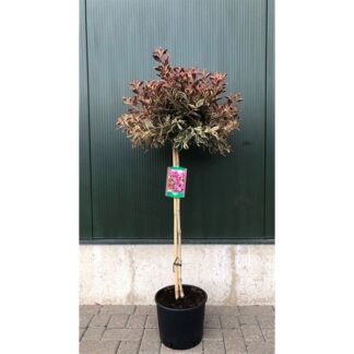 Weigela Florida Monet - Standard Tree