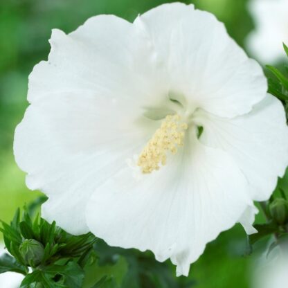 Hibiscus Syriacus William R. Smith