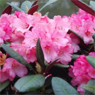 Rhododendron Wine And Roses