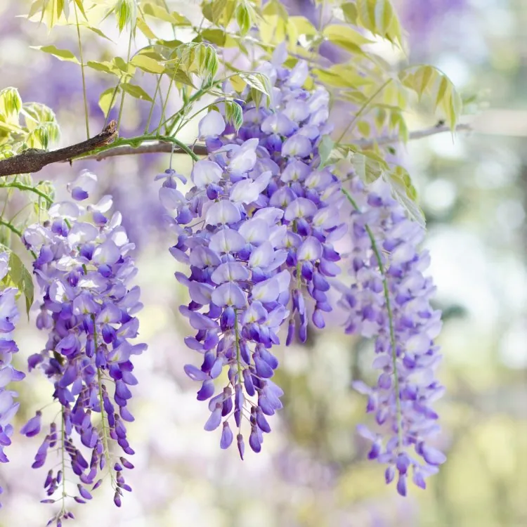 Wisteria Floribunda Domino 'Issai'