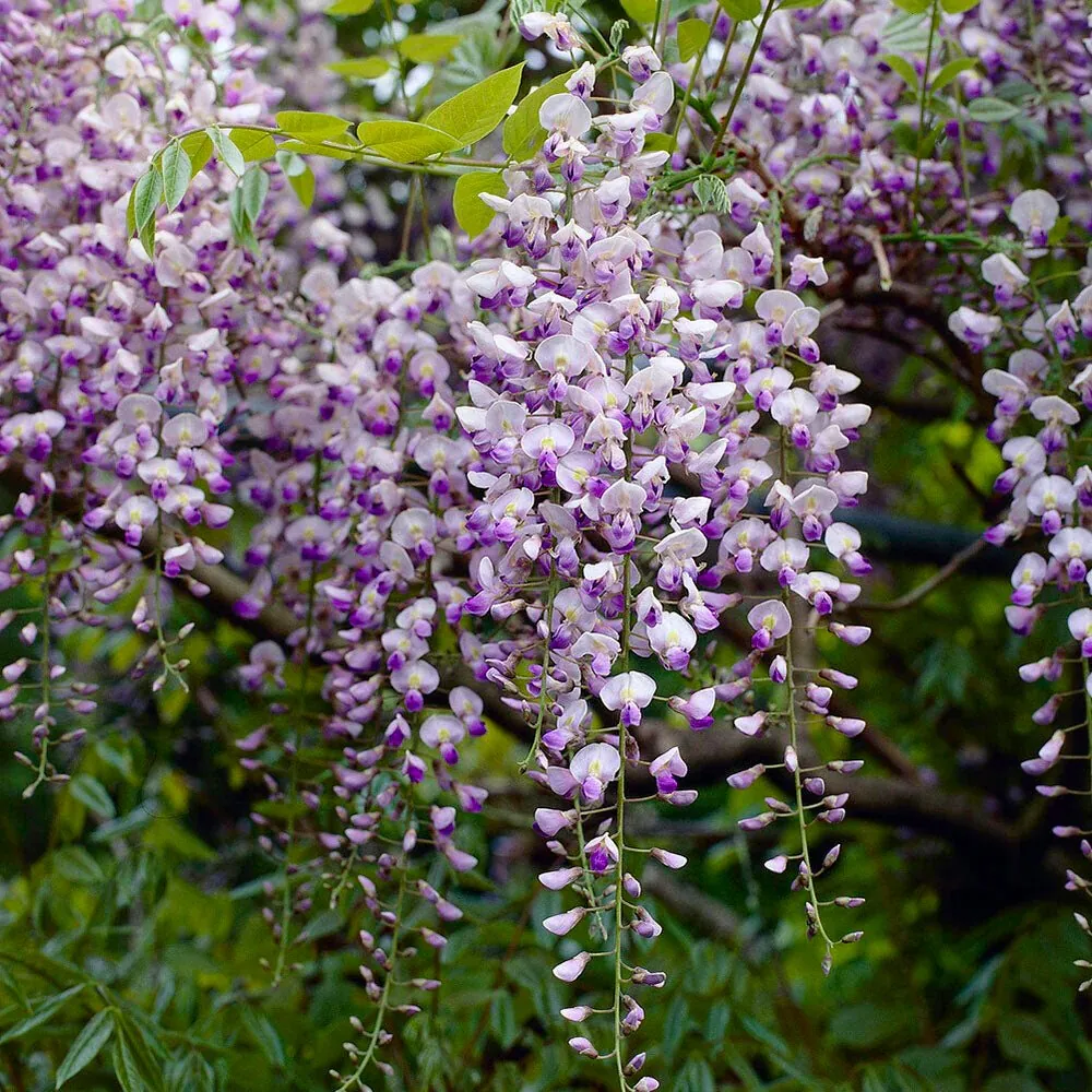 Wisteria Floribunda Isaai-Naga - Circa 150cm