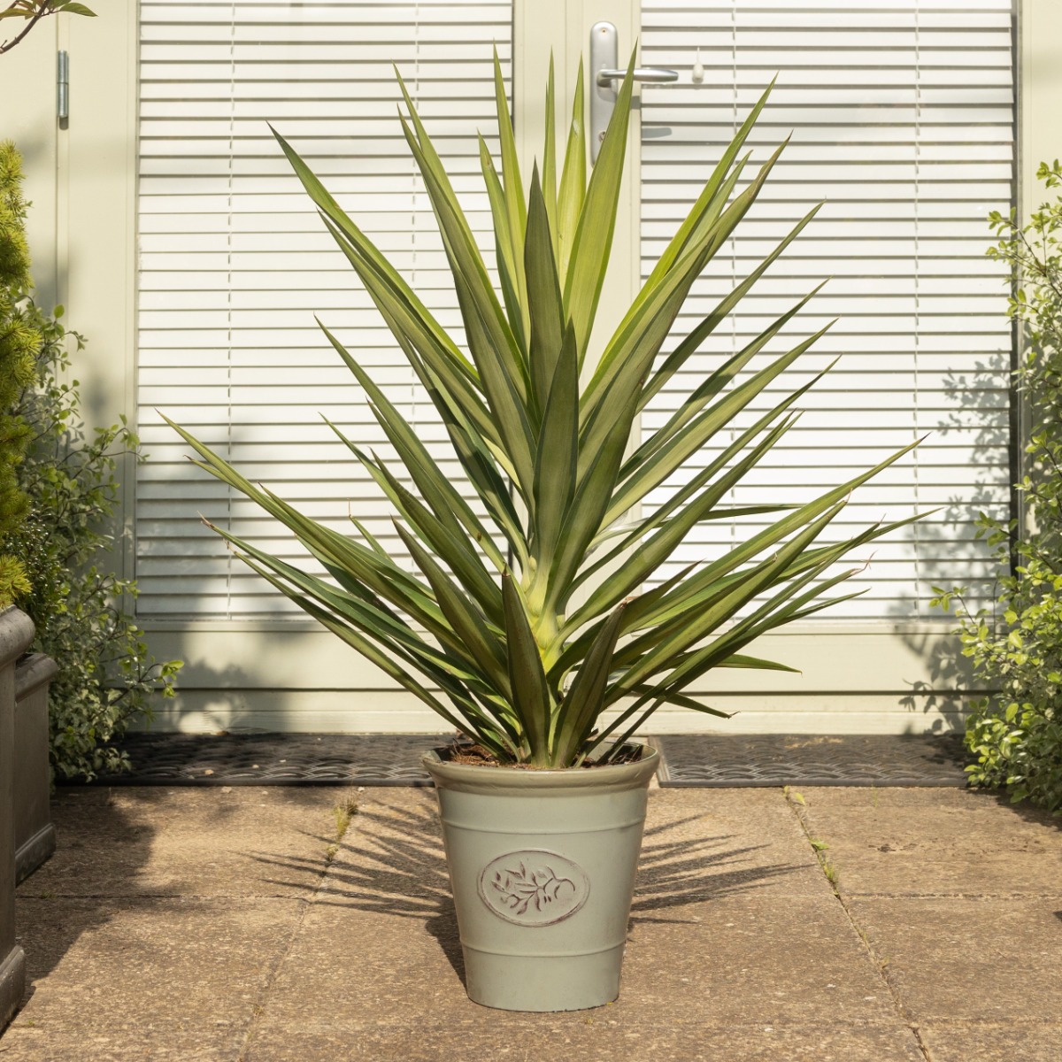 Yucca Elephantipes Elmila - Palm Tree - Circa 60cm Tall