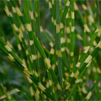 Miscanthus Sinensis Strictus 'Zebrinus' - Zebra Grass