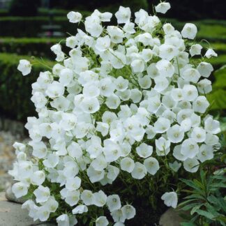 Campanula Carpatica Pearl White