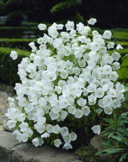 Campanula Carpatica Pearl White