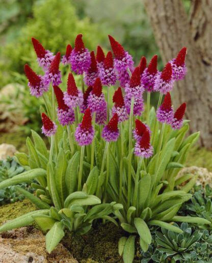 Primula Viallii - in Bud & Bloom