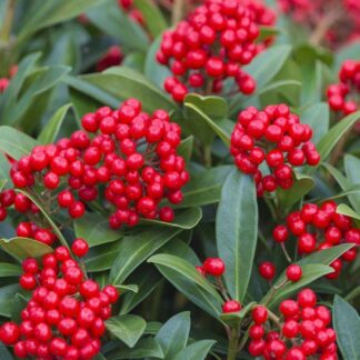 Skimmia Japonica Temptation - Large Plant Covered in Berries