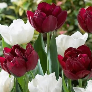 Tulip ‘double Finesse’ Mix - Pack of 25 Bulbs
