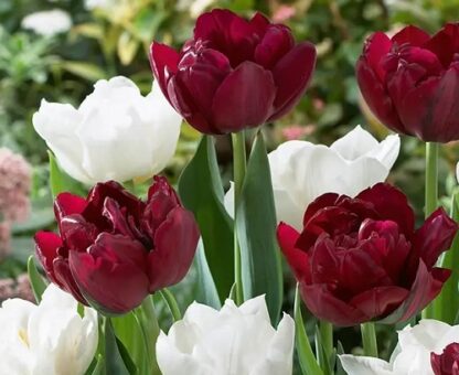 Tulip ‘double Finesse’ Mix - Pack of 25 Bulbs