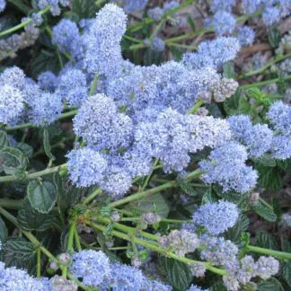 Ceanothus Yankee Point - Californian Lilac Standard Tree - Circa 140-160cm