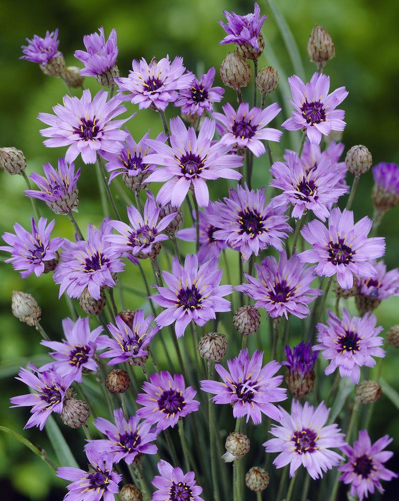 Catananche Caerulea - Cupids Dart