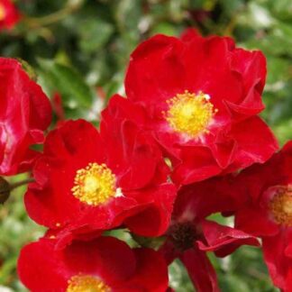 Rose Flower Carpet Red Scarlet - Ground Cover Rose
