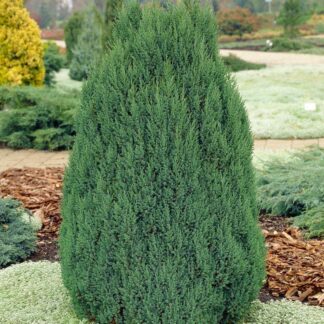 Juniperus Chinensis Stricta - Dwarf Slow Growing Conifer - Large