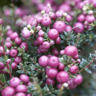 Pernettya Mucronata Rosy Pink - Evergreen Prickly Heath Gaultheria Berry Plants