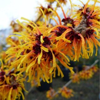 Hamamelis x Intermedia Orange Beauty - Witch Hazel - Large Specimen 120-140cm