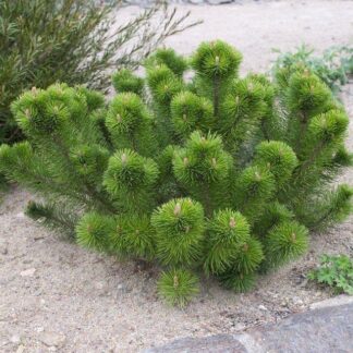 Pinus Mugo Mughus - Dwarf Mountain Mugho Pine