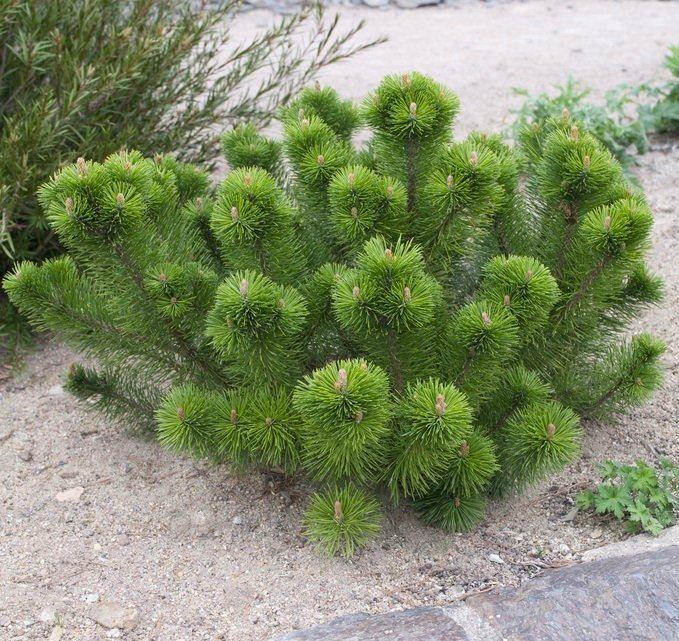 Pinus Mugo Mughus - Dwarf Mountain Mugho Pine