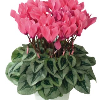 Cyclamen Mini Salmon