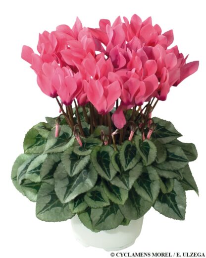 Cyclamen Mini Salmon