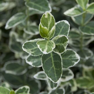 Euonymus Fortunei Emerald Gaiety - Young Plant