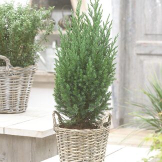 Juniperus Chinensis Stricta' - Dwarf Slow Growing Conifer