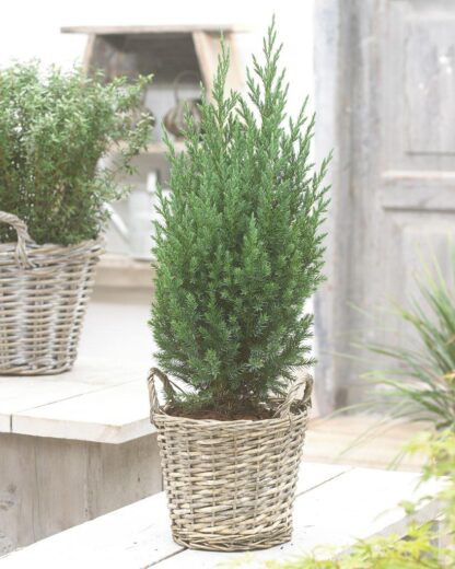 Juniperus Chinensis Stricta' - Dwarf Slow Growing Conifer
