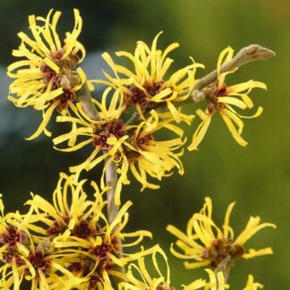 Hamamelis Intermedia Pallida - Witch Hazel - Large Specimen120-140cm