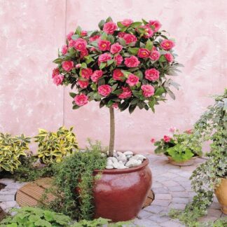 Camellia Tree Standard - Pink Flowering Spring Festival Camellia Tree - in Bud & Bloom