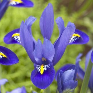 Iris Reticulata 'Harmony' - Pack of 12
