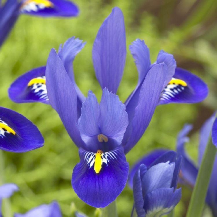 Iris Reticulata 'Harmony' - Pack of 12