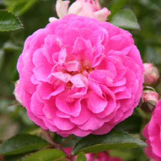 Rose 'Many Thanks' - Floribunda Rose