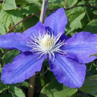 Clematis William Kennett - Early Summer Flowering Clematis