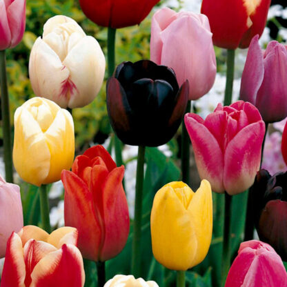 Garden Collection - Pack of 50 Bulbs