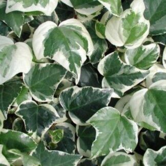Hedera Canariensis Gloire De Marengo - Variegated Ivy - 150cm