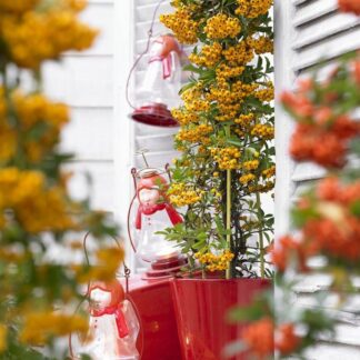 Pyracantha Soleil D'Or - Firethorn