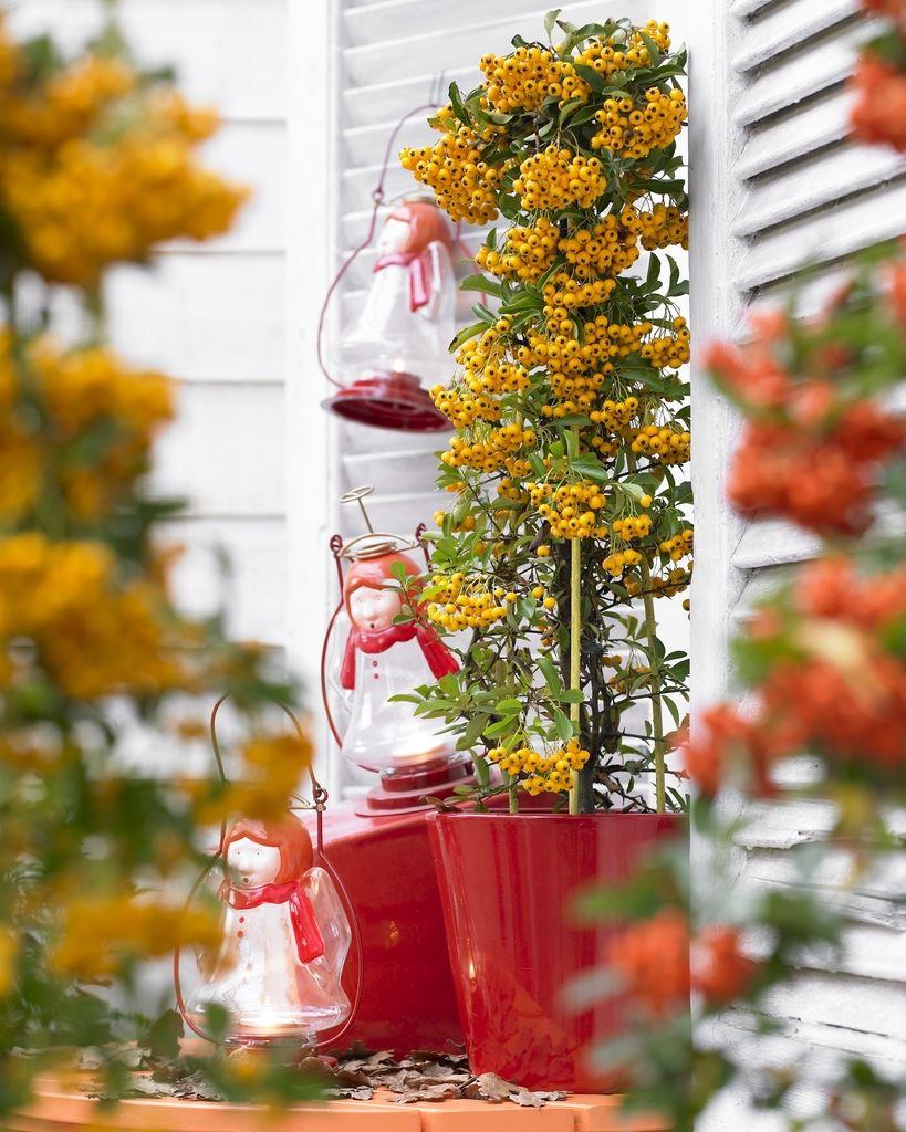 Pyracantha Soleil D'Or - Firethorn