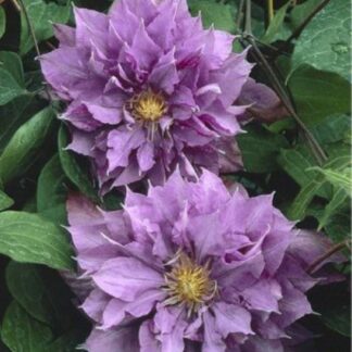 Clematis Vyvyan Pennell