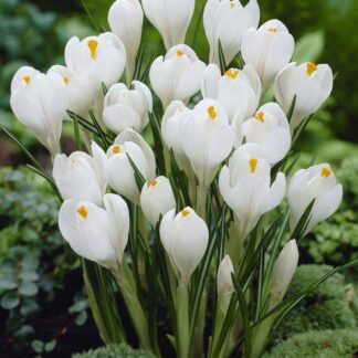 Crocus Vernus White - Pack of 40 Bulbs